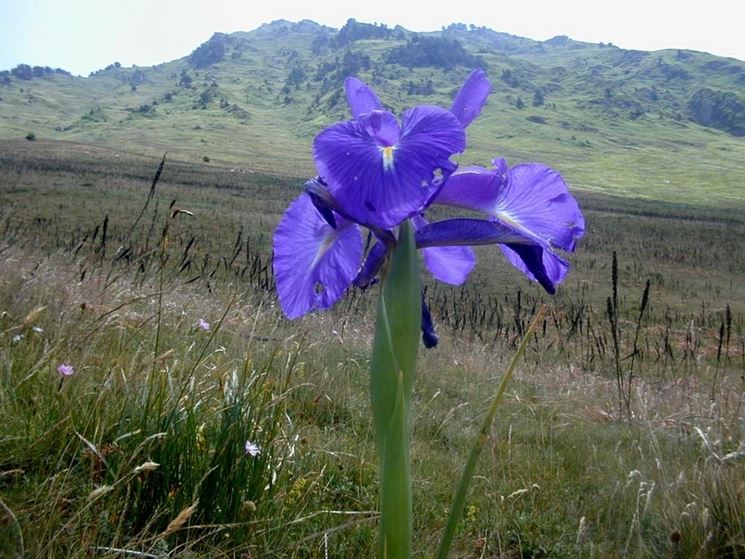 Iris latifolia