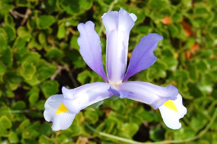 Iris Xiphium