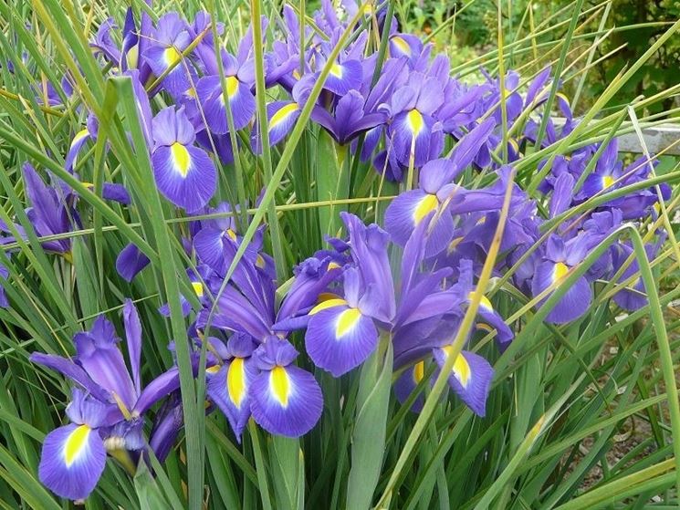 Iris hollandica