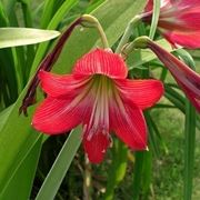 Fiore di amaryllis rosso.