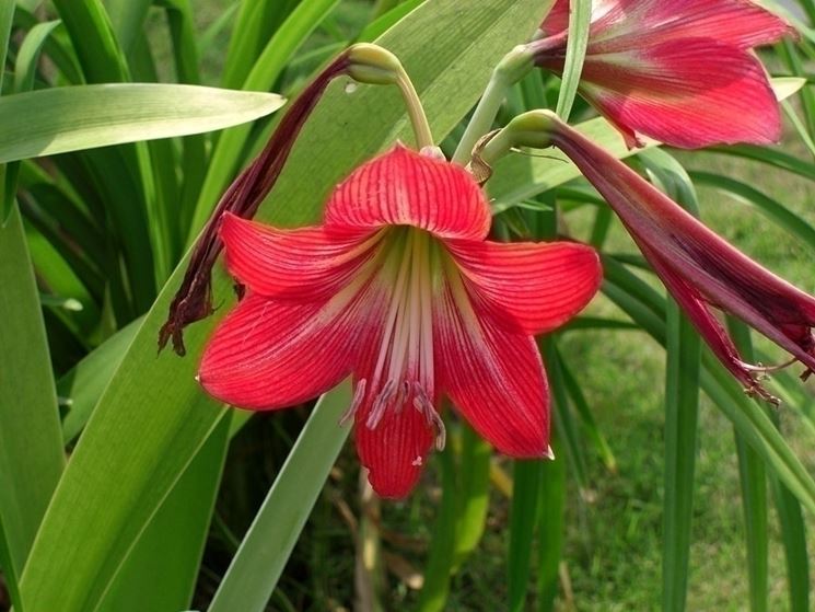 Fiore di amaryllis rosso.