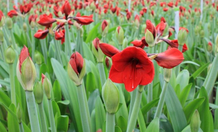 Distesa di amaryllis rossi.