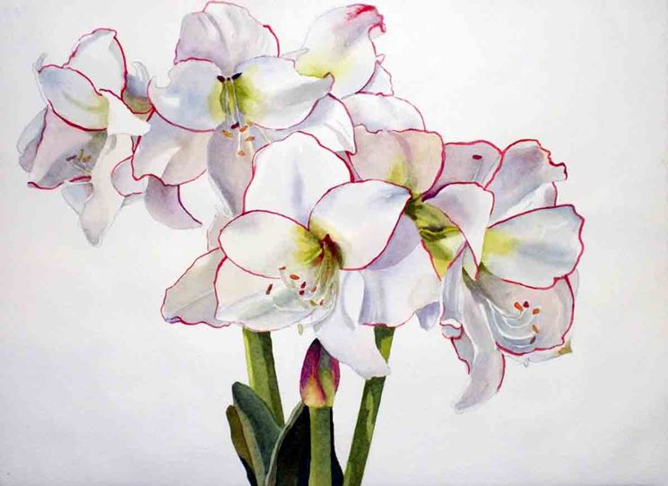 Amaryllis bianco.