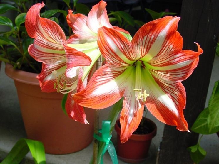 Vasi di amaryllis.