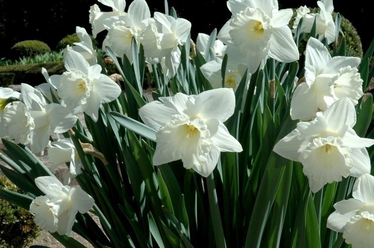 Piante di narciso in fiore