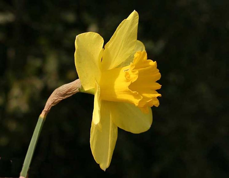Narciso giallo