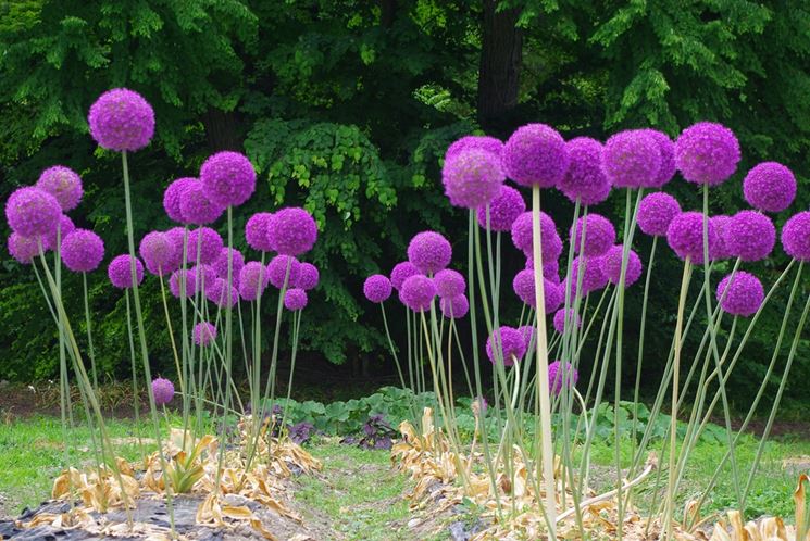 allium