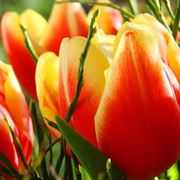 quando si piantano i tulipani