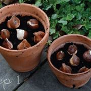 piantare bulbi tulipani