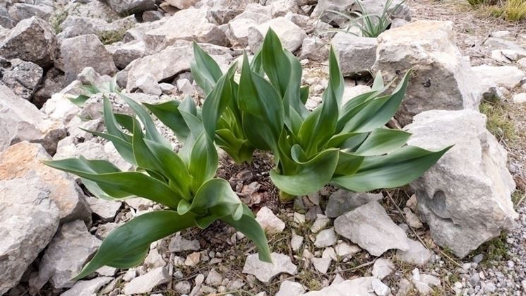 Foglie scilla marittima