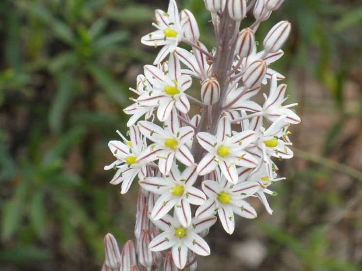 Fiori scilla