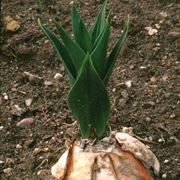 scilla pianta