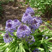 Scilla peruviana