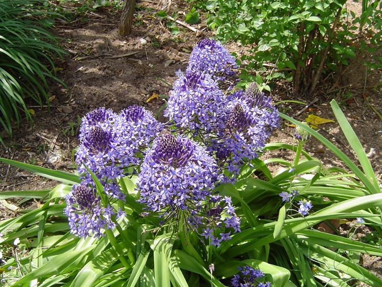 Scilla peruviana