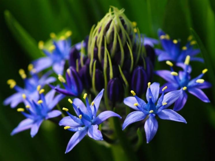 Scilla peruviana