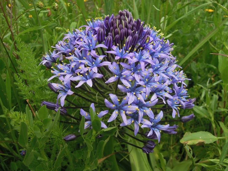 Scilla peruviana