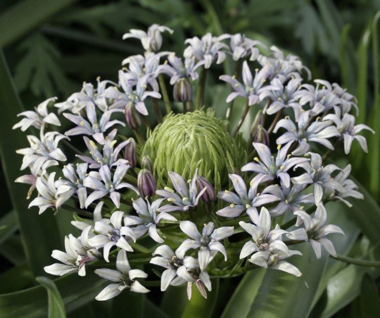 Scilla peruviana