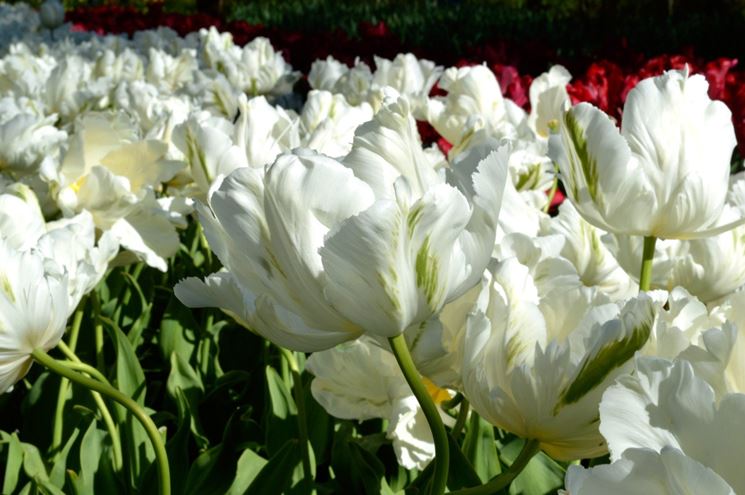 tulipani white parrot