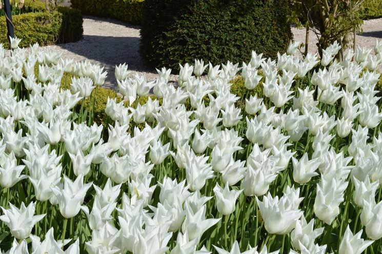 tulipani White triumphator