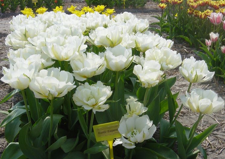 tulipani Schoonoord