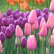 tulipani bianchi