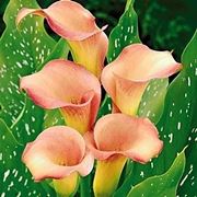 calla in vaso foglie gialle