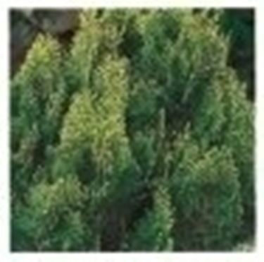 thuja