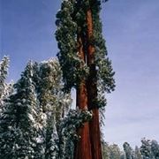 gigantesca conifera ornamentale