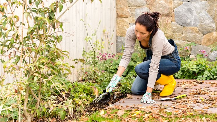 Allestire un giardino invernale