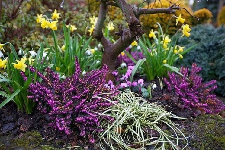 piante per giardino invernale