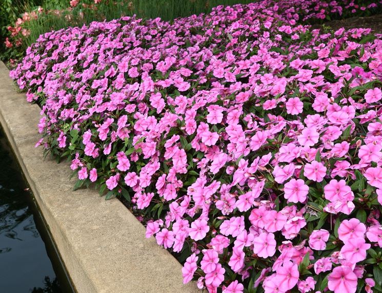 impatiens in giardino