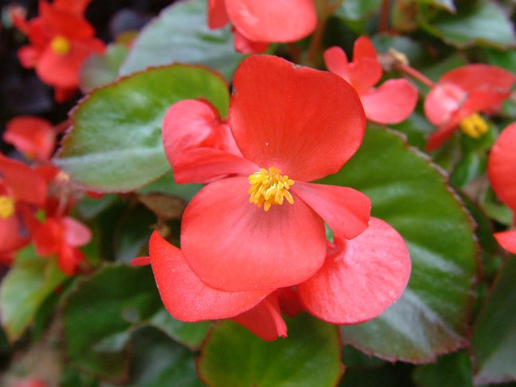 begonia