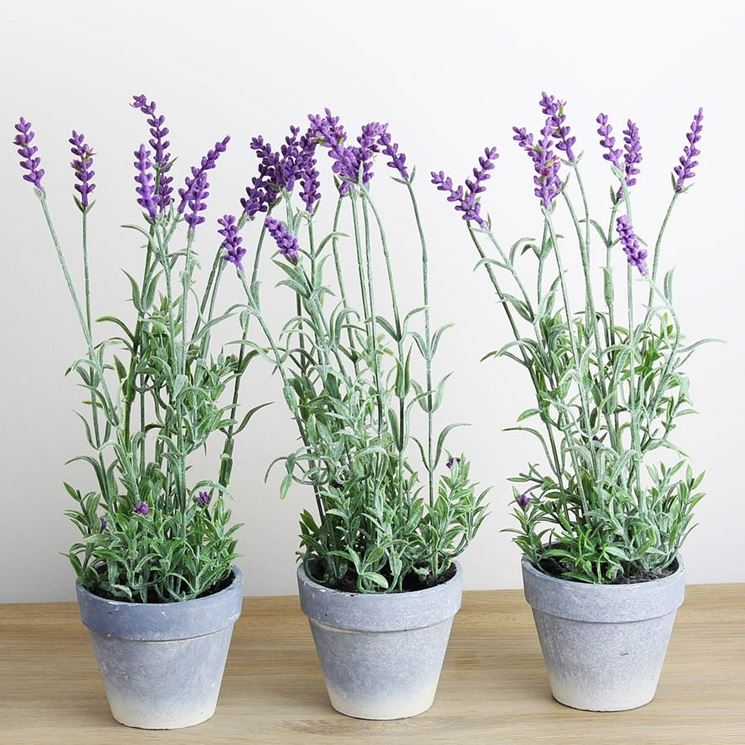 lavanda