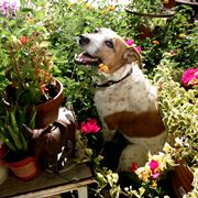 Piante tossiche per il cane