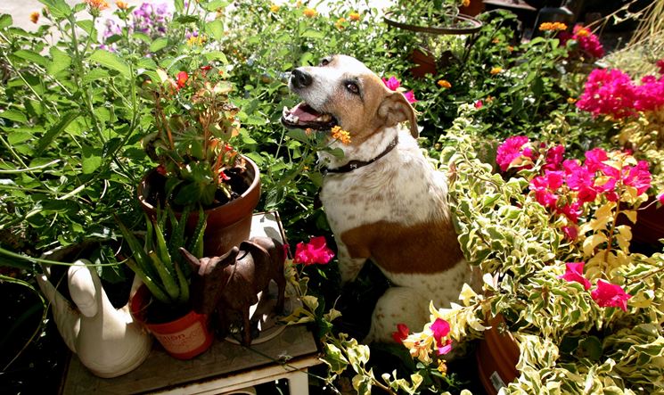 Piante tossiche per il cane