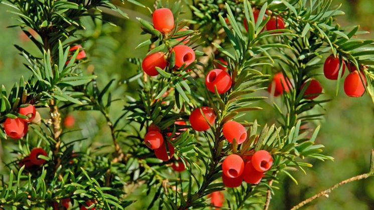 Taxus baccata