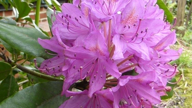 Rhododendron ponticum