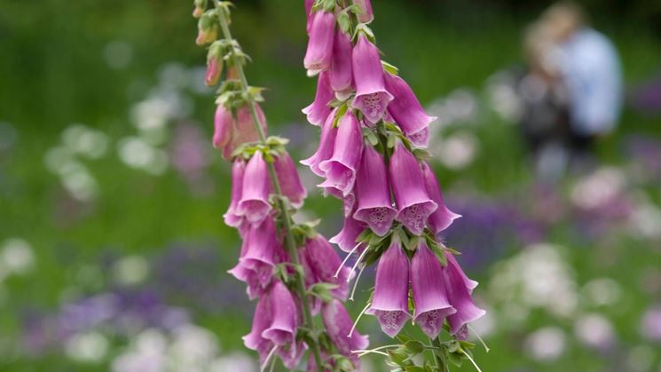 digitalis