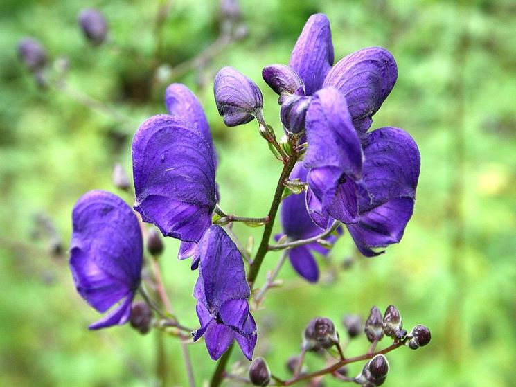 Aconitum napellum