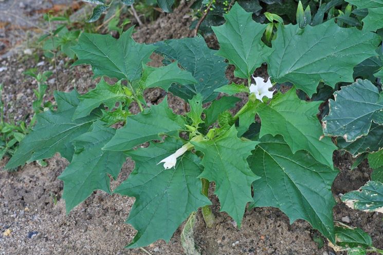 datura