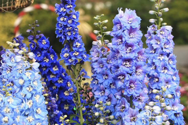 Delphinium