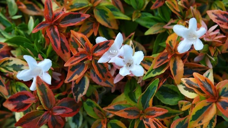 abelia