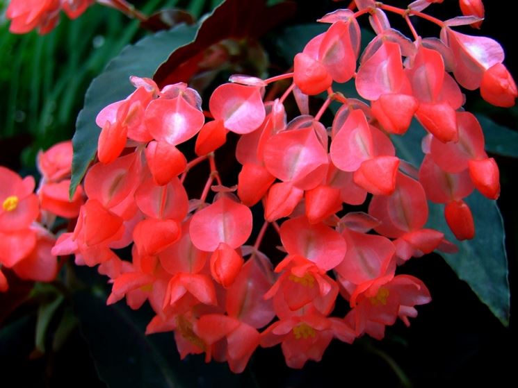 begonia