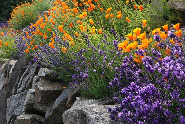 giardino con lavanda