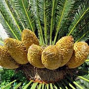 cycas