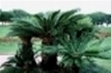 cycas