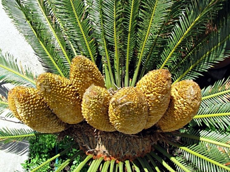 cycas