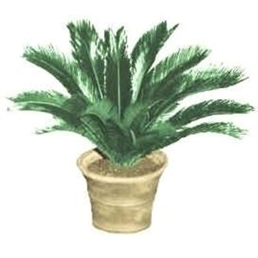 cycas