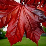 acero rosso albero