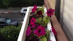 acqua dei condizionatori alle piante